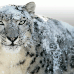 MacOS 10.6 Mac OS X Snow Leopard